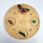 Zestaw figurek Cykl Życia Motyla / Insect Lore