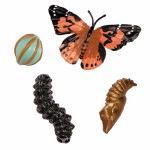Zestaw figurek Cykl Życia Motyla / Insect Lore