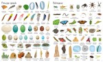 Encyklopedia obrazkowa. Zwierzęta / Wydawnictwo Wilga