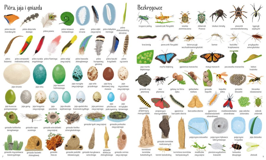 Encyklopedia obrazkowa. Zwierzęta / Wydawnictwo Wilga
